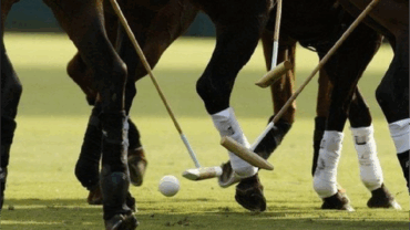 Elite Equestrian Facility Expertise