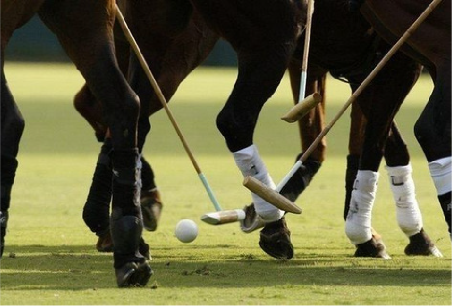 Elite Equestrian Facility Expertise