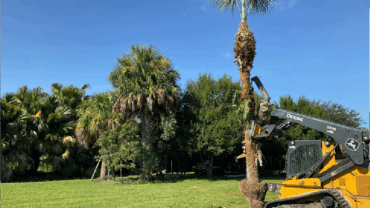 Tree and Palm Transplanting